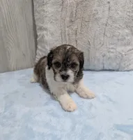 Theo, a male Shihpoo for sale in Dundee, OH – 6 of 6