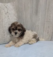 Teddy, a male Shihpoo for sale in Dundee, OH – 5 of 5