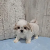 Zuma, a male Shih Tzu for sale in Dundee, OH – Photo 6 of 6