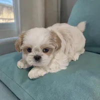 Zuma, a male Shih Tzu for sale in Dundee, OH – Photo 2 of 6