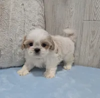 Zuma, a male Shih Tzu for sale in Dundee, OH – Photo 4 of 6