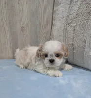 Zuma, a male Shih Tzu for sale in Dundee, OH – Photo 5 of 6