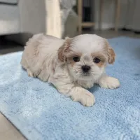 Zuma, a male Shih Tzu for sale in Dundee, OH – Photo 3 of 6