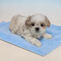 Zuma, a male Shih Tzu for sale in Dundee, OH – Photo 1 of 6
