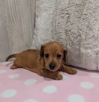Polly, a female Miniature Dachshund for sale in Dundee, OH – 3 of 5