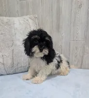 Cleo, a female Cavapoo for sale in Dundee, OH – 5 of 6