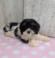 Cherry, a female Cavapoo for sale in Dundee, OH – 5 of 6