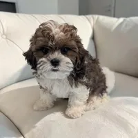 Theo, a male Shihpoo for sale in Dundee, OH – 3 of 5