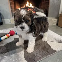 Teddy, a male Shihpoo for sale in Dundee, OH – 3 of 6