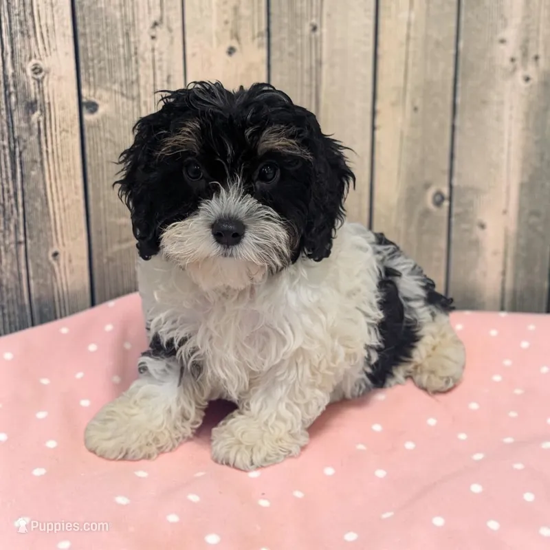 Cherry – Cavapoo puppy for sale in Dundee, OH