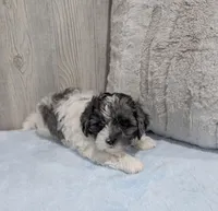 Oakley, a male Shihpoo for sale in Dundee, OH – Photo 4 of 5