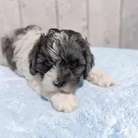 Oakley, a male Shihpoo for sale in Dundee, OH – Photo 5 of 5