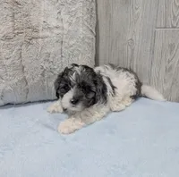 Oakley, a male Shihpoo for sale in Dundee, OH – Photo 3 of 5