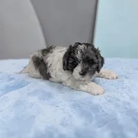 Oakley, a male Shihpoo for sale in Dundee, OH – Photo 2 of 5