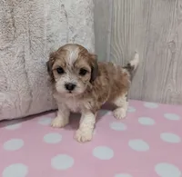 Tessa, a female Shihpoo for sale in Dundee, OH – 6 of 6