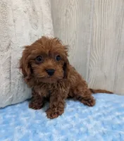 Aero, a male Cavapoo for sale in Dundee, OH – 4 of 6