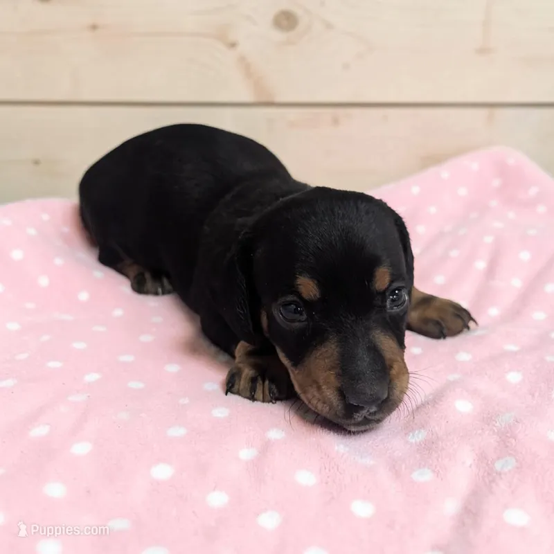 Sierra – Miniature Dachshund puppy for sale in Dundee, OH