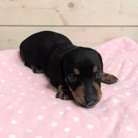 Sierra, a male Miniature Dachshund for sale in Dundee, OH – 1 of 4