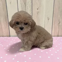Lilly, a male Shihpoo for sale in Dundee, OH – 3 of 6