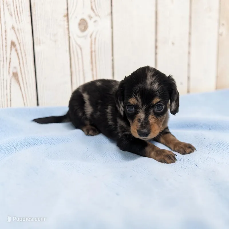 Peanut – Miniature Dachshund puppy for sale in Dundee, OH