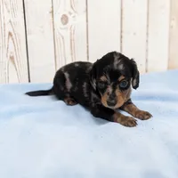 Peanut, a male Miniature Dachshund for sale in Dundee, OH – 1 of 5