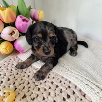 Maggie, a female Miniature Dachshund for sale in Dundee, OH – 1 of 5