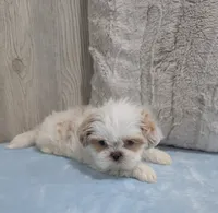 Rubble, a male Shih Tzu for sale in Dundee, OH – 5 of 6