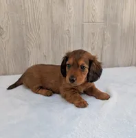 Silas, a male Miniature Dachshund for sale in Dundee, OH – Photo 4 of 6