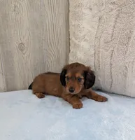 Silas, a male Miniature Dachshund for sale in Dundee, OH – Photo 5 of 6