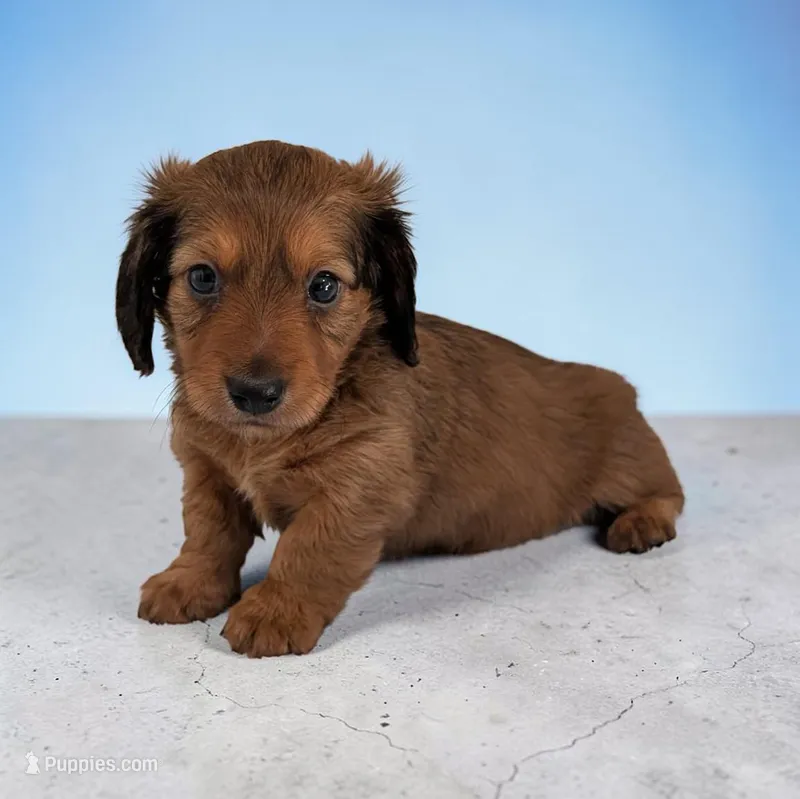 Silas – Miniature Dachshund puppy for sale in Dundee, OH