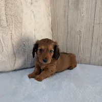 Silas, a male Miniature Dachshund for sale in Dundee, OH – Photo 6 of 6
