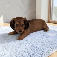 Silas, a male Miniature Dachshund for sale in Dundee, OH – Photo 3 of 6