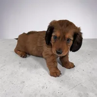 Silas, a male Miniature Dachshund for sale in Dundee, OH – Photo 2 of 6
