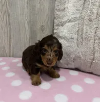 Blossom, a female Miniature Dachshund for sale in Dundee, OH – 4 of 4