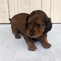 Bear, a male Miniature Dachshund for sale in Dundee, OH – 2 of 5