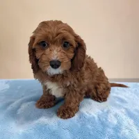 Alex, a male Cavapoo for sale in Dundee, OH – 2 of 6