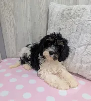 Clover, a female Cavapoo for sale in Dundee, OH – 5 of 6
