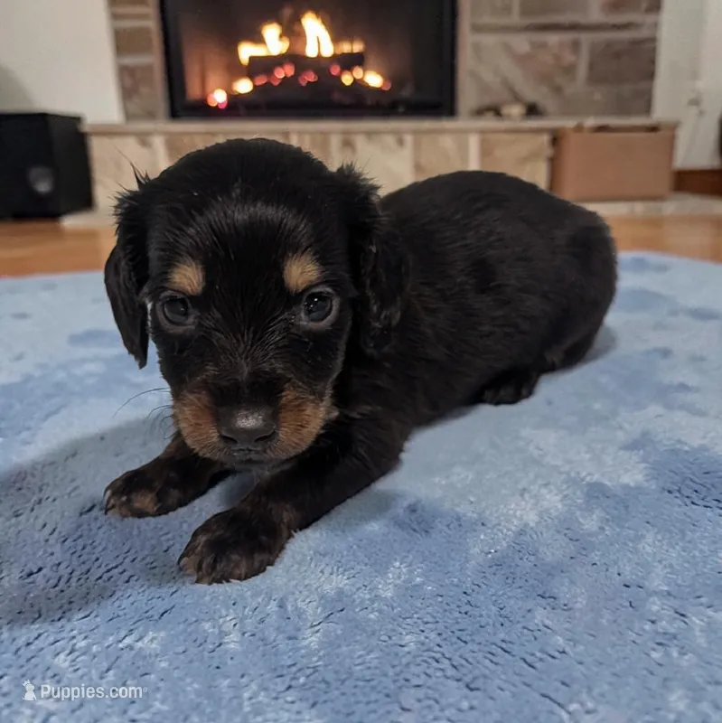 Pepper – Miniature Dachshund puppy for sale in Dundee, OH