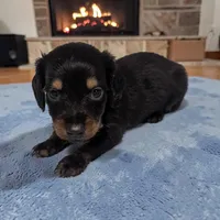 Pepper, a male Miniature Dachshund for sale in Dundee, OH – 1 of 4