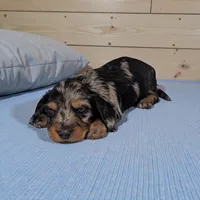 Skippy, a male Miniature Dachshund for sale in Dundee, OH – Photo 1 of 4