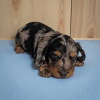 Skippy, a male Miniature Dachshund for sale in Dundee, OH – Photo 2 of 4