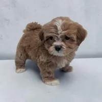 Luke, a male Shihpoo for sale in Dundee, OH – 2 of 6