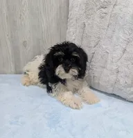 Cleo, a female Cavapoo for sale in Dundee, OH – 4 of 6