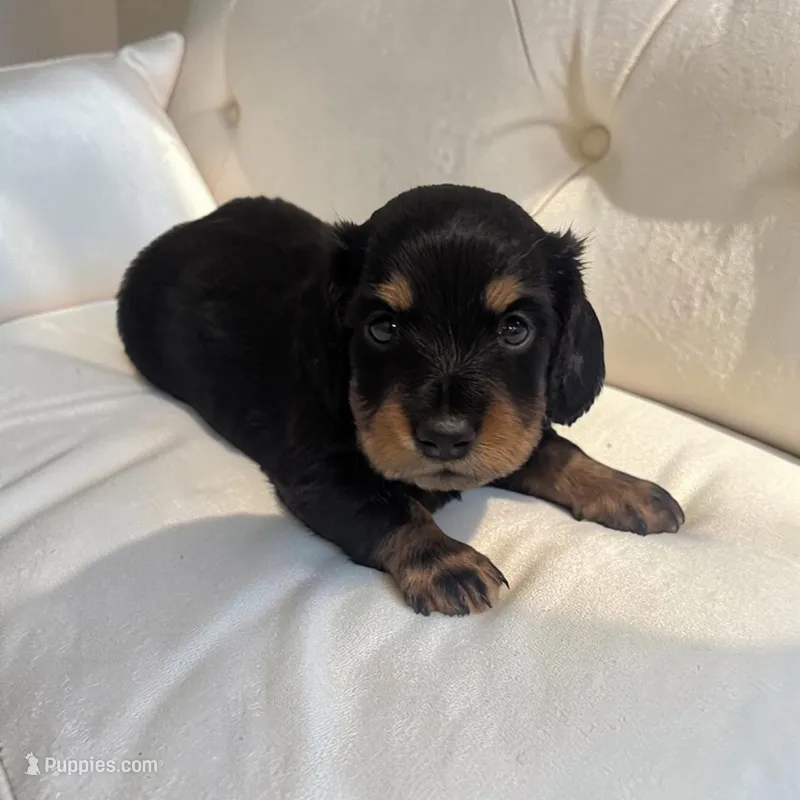 Blake – Miniature Dachshund puppy for sale in Dundee, OH