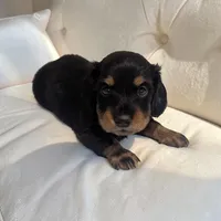 Blake, a male Miniature Dachshund for sale in Dundee, OH – 1 of 5