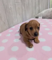 Polly, a female Miniature Dachshund for sale in Dundee, OH – 5 of 5
