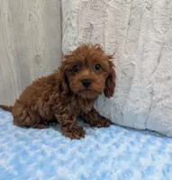 Aero, a male Cavapoo for sale in Dundee, OH – 3 of 6