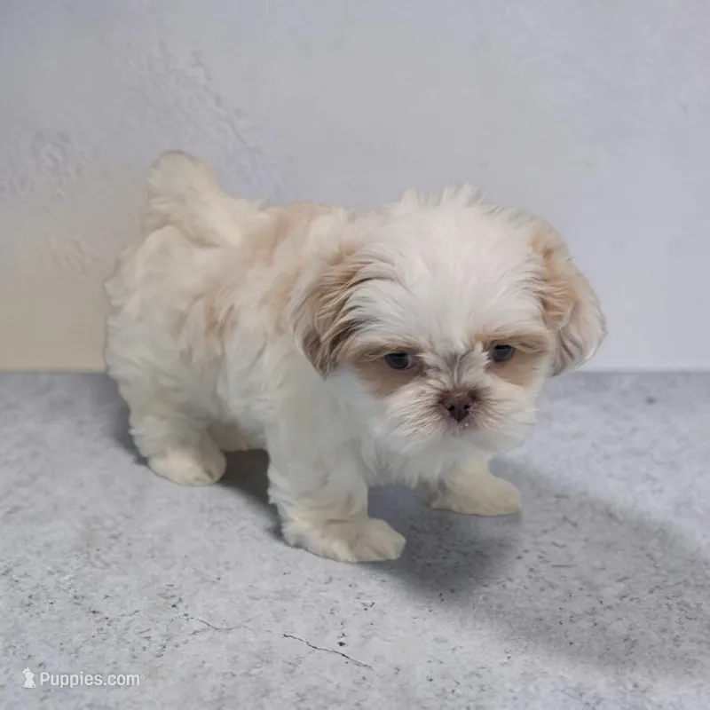Rubble – Shih Tzu puppy for sale in Dundee, OH