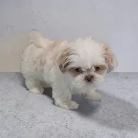 Rubble, a male Shih Tzu for sale in Dundee, OH – 1 of 6