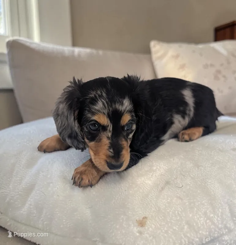 Shadow  – Miniature Dachshund puppy for sale in Dundee, OH